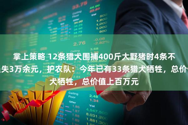 掌上策略 12条猎犬围捕400斤大野猪时4条不幸牺牲，损失3万余元，护农队：今年已有33条猎犬牺牲，总价值上百万元